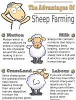 The Advantages Of Sheep Farming [INFOGRAPHIC]