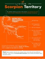 Living in Scorpion Territory [INFOGRAPHIC]