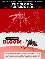 Answers to the Most Common Questions about Mosquitoes, the Blood Sucking Bug [INFOGRAPHIC]