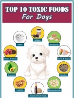 Top 10 Toxic Foods for Dogs [INFOGRAPHIC]