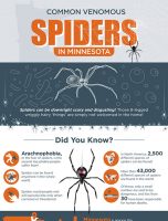 Common Venomous Spiders [INFOGRAPHIC]