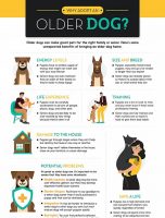 Why Adopt an Older Dog? [INFOGRAPHIC]